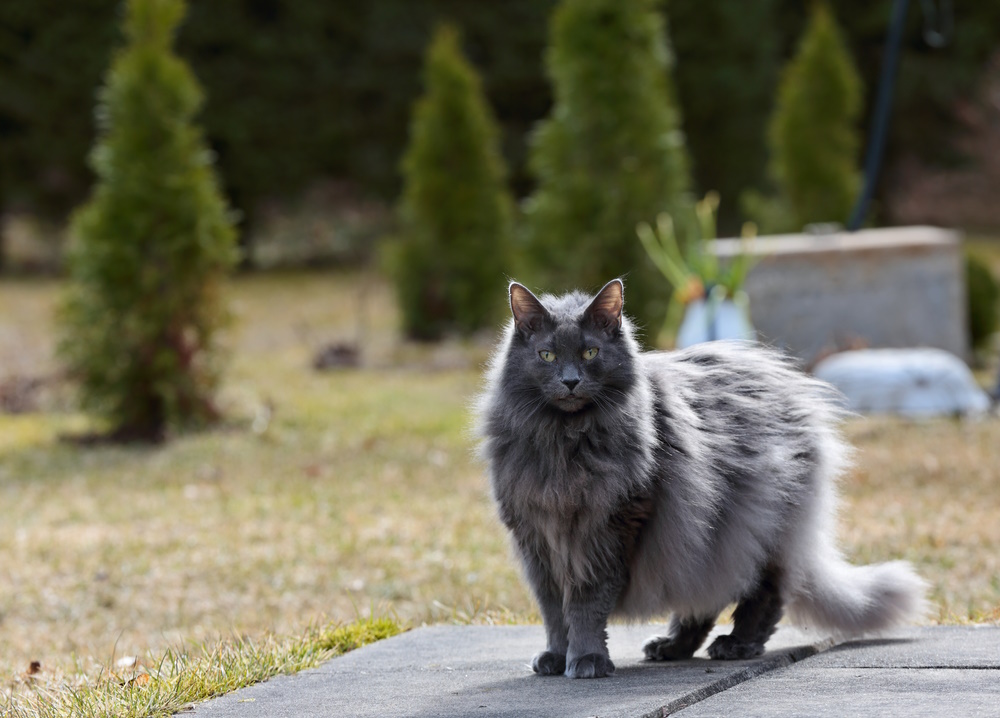 blue-norwegian-forest-cat