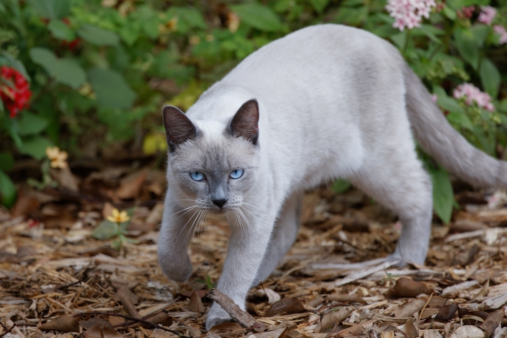 Blue,Point,Siamese,Cat,Exploring