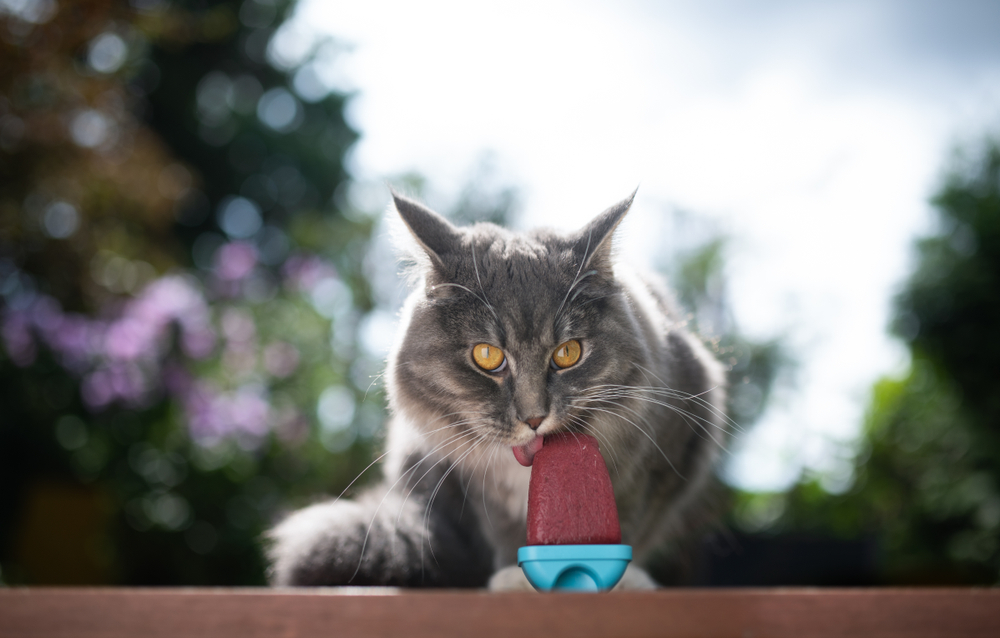 6 DIY Cat Popsicle Recipes (Vet-Approved) - Catster