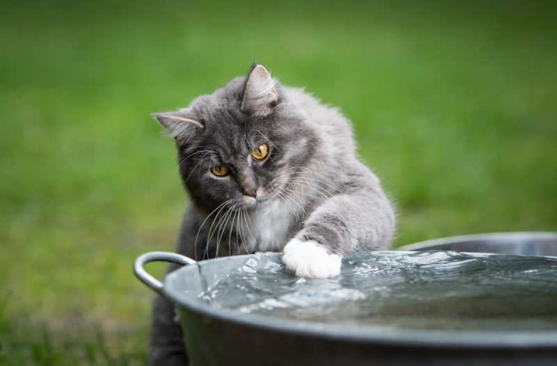 blue-tabby-maine-coon-cat-playing-water