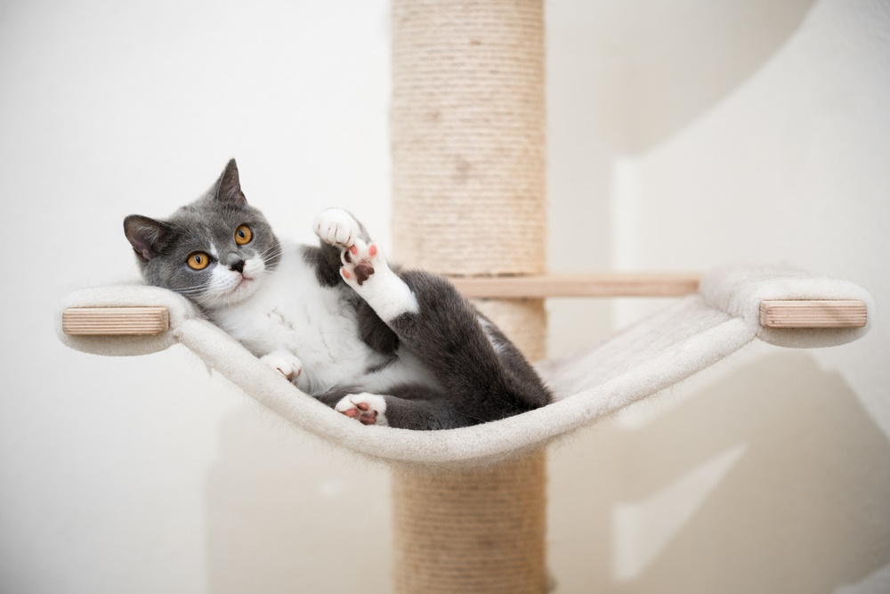 british-short-hair-cat-relaxing-on-hammock