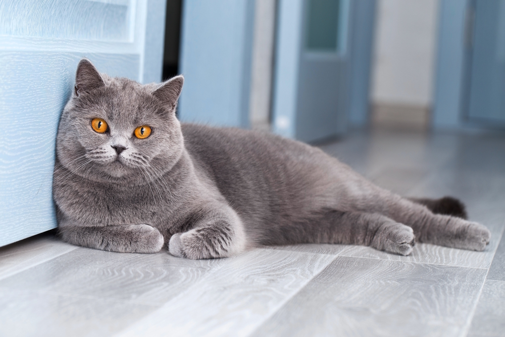 british-shorthair-cat-lying-on-the-floor