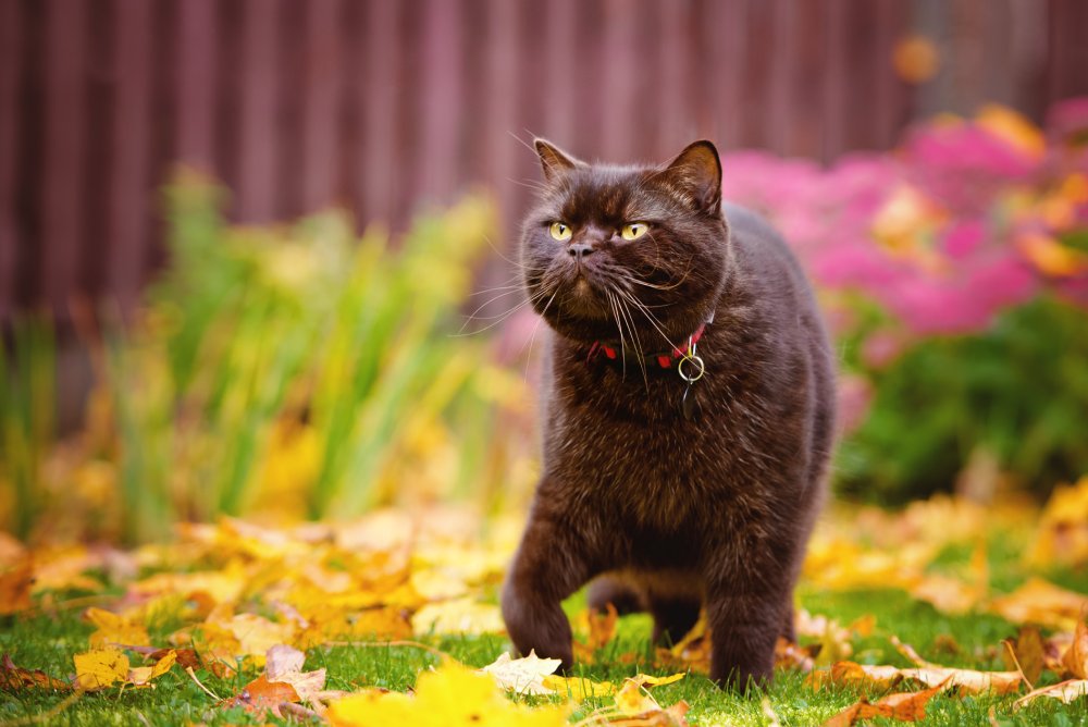 brown british shorthair cat walking outdoors