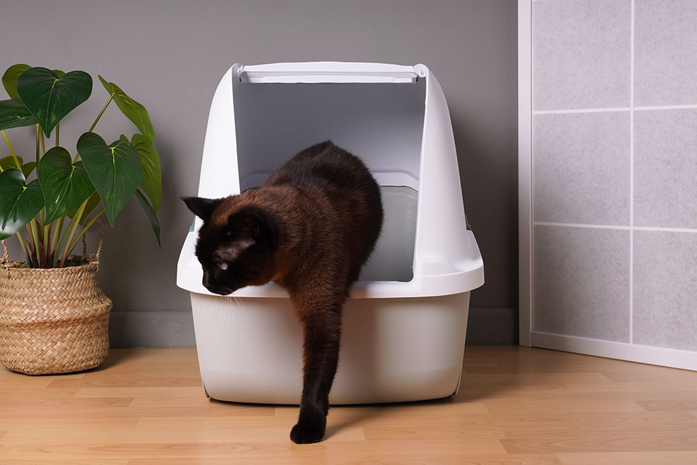 brown cat getting out of the cat litter box