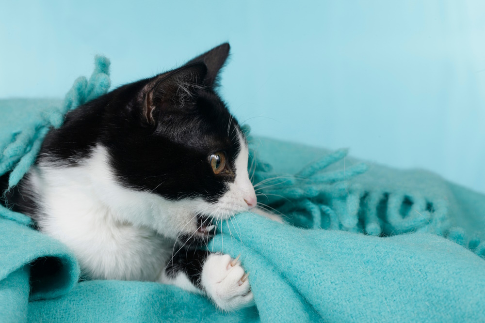 cat-biting-blanket