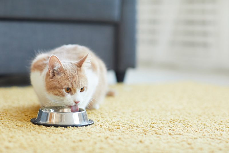 cat drinking water from bowl in carpet