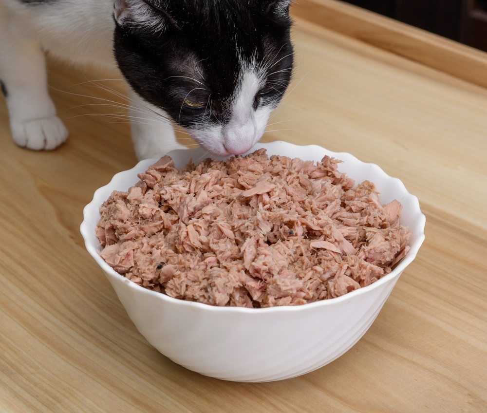 cat-eating-tuna-from-white-bowl