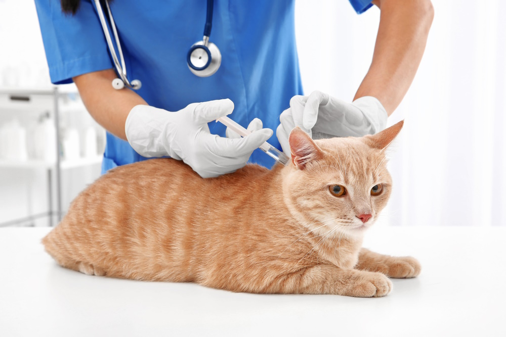 cat-having-a-vaccine