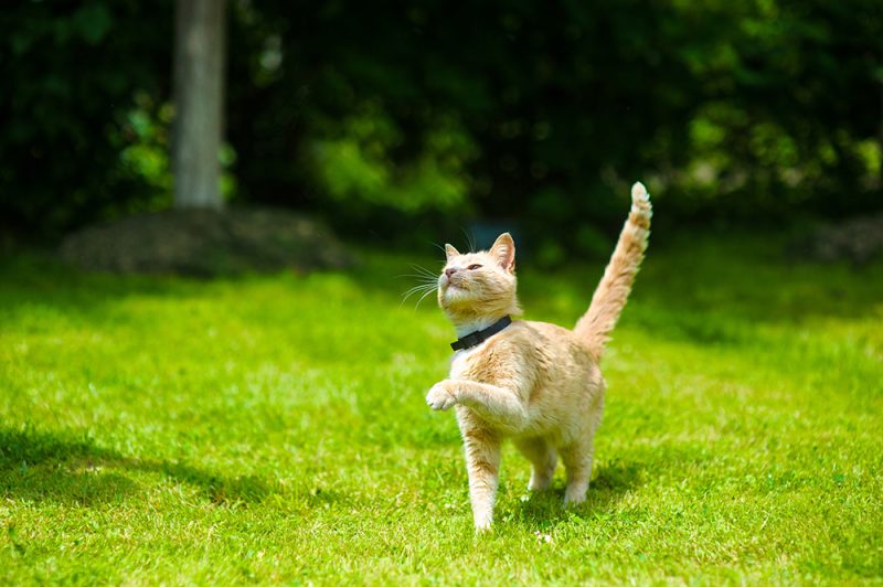 cat having fun on a sunny day in the lawn