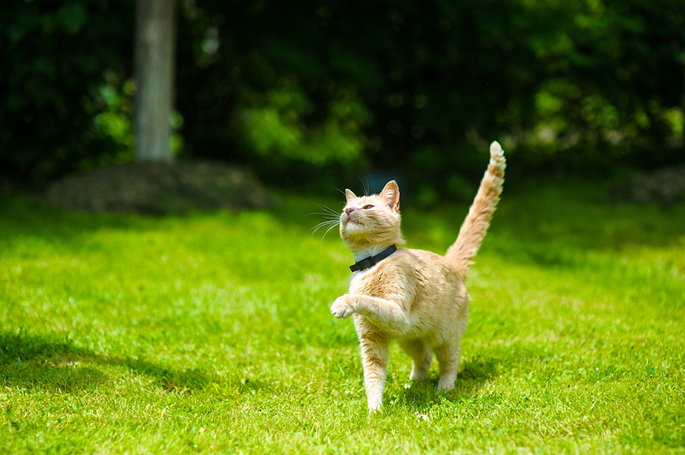 cat having fun on a sunny day in the lawn