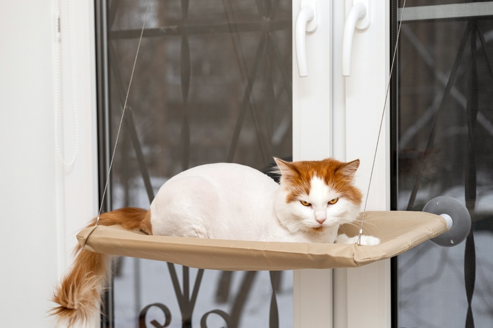 cat-lying-in-a-hanging-bed