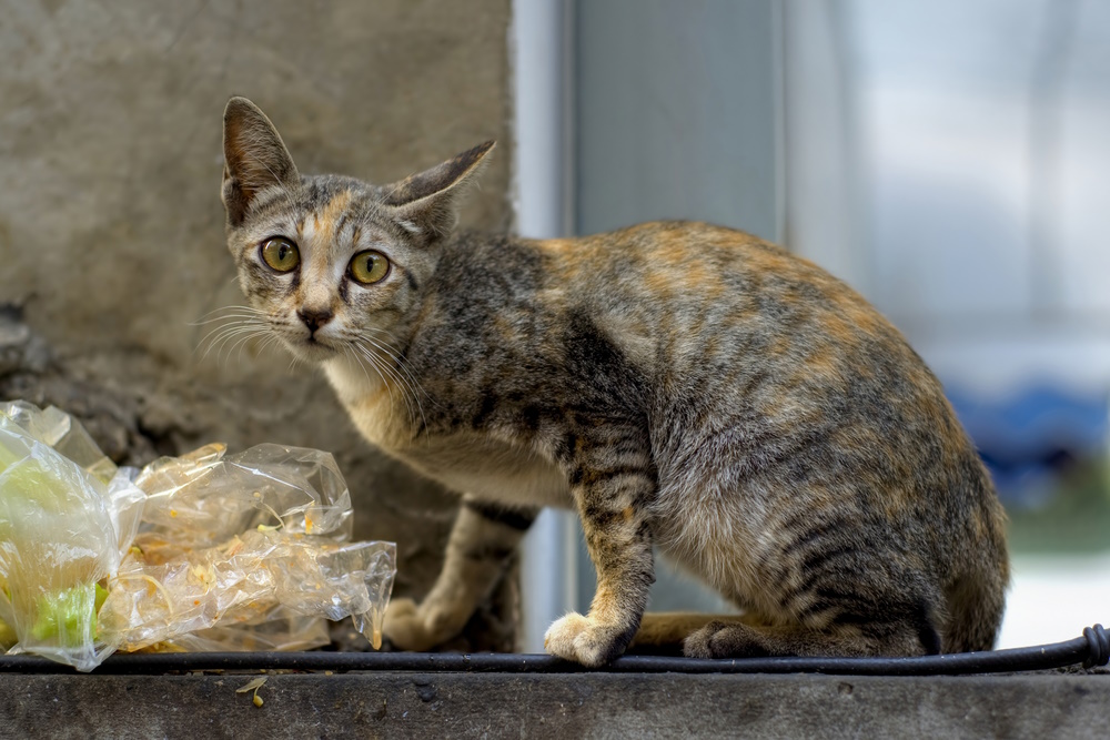 cat-near-plastic-bags