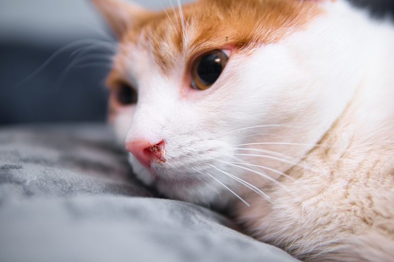 Cat Nose Bleeding? Our Vet Explains the Causes, What to Do & When to