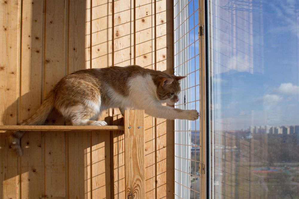 cat on the balcony looks down through the safety net