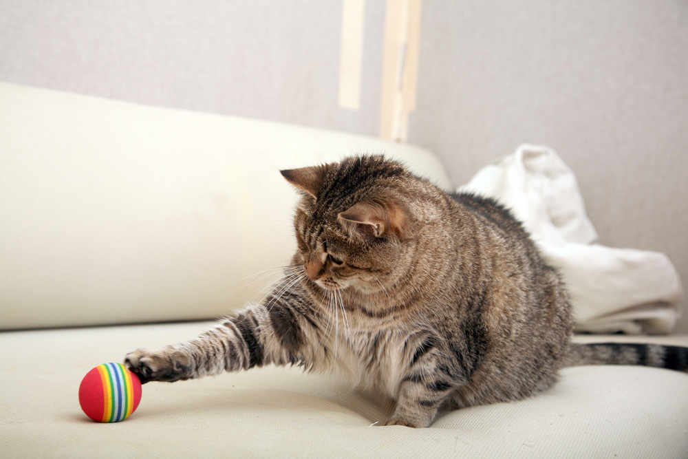 cat-playing-ball