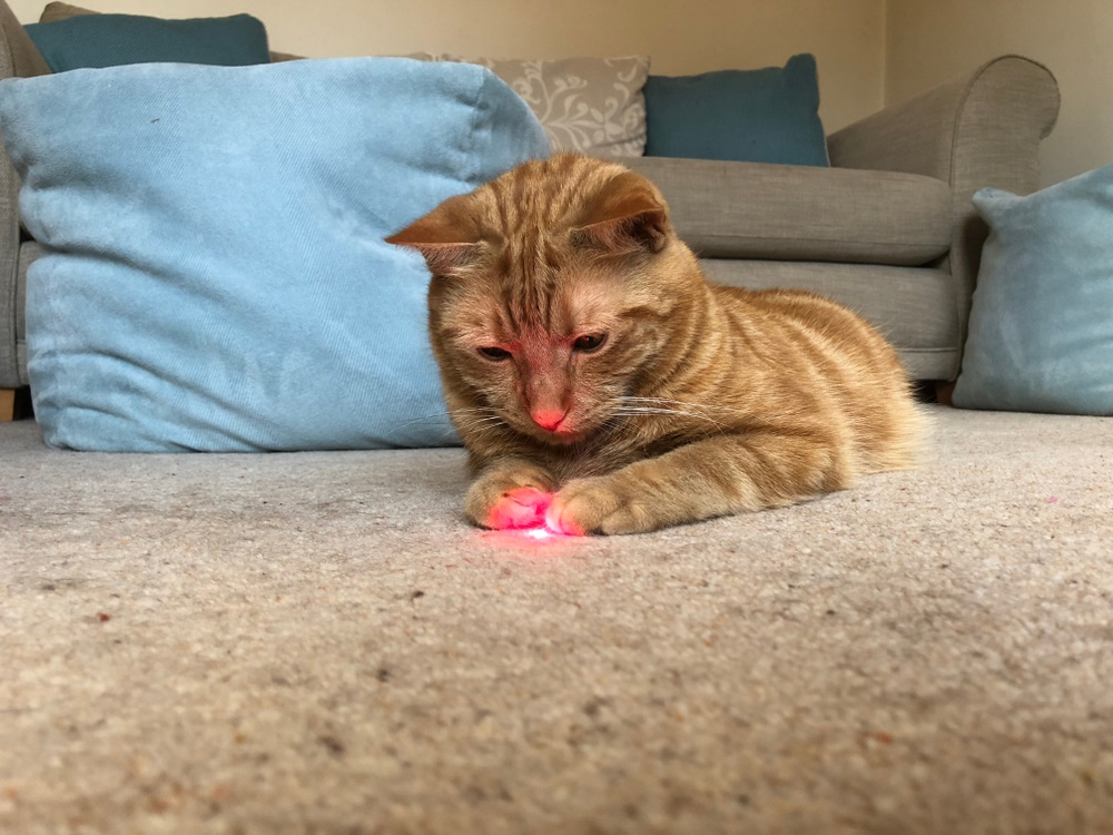 cat-playing-laser-pointer