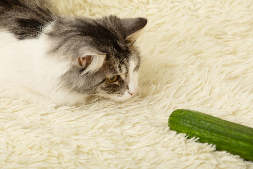 cat-plays-with-cucumber