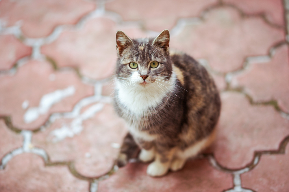 cat sitting on red tiled pavement