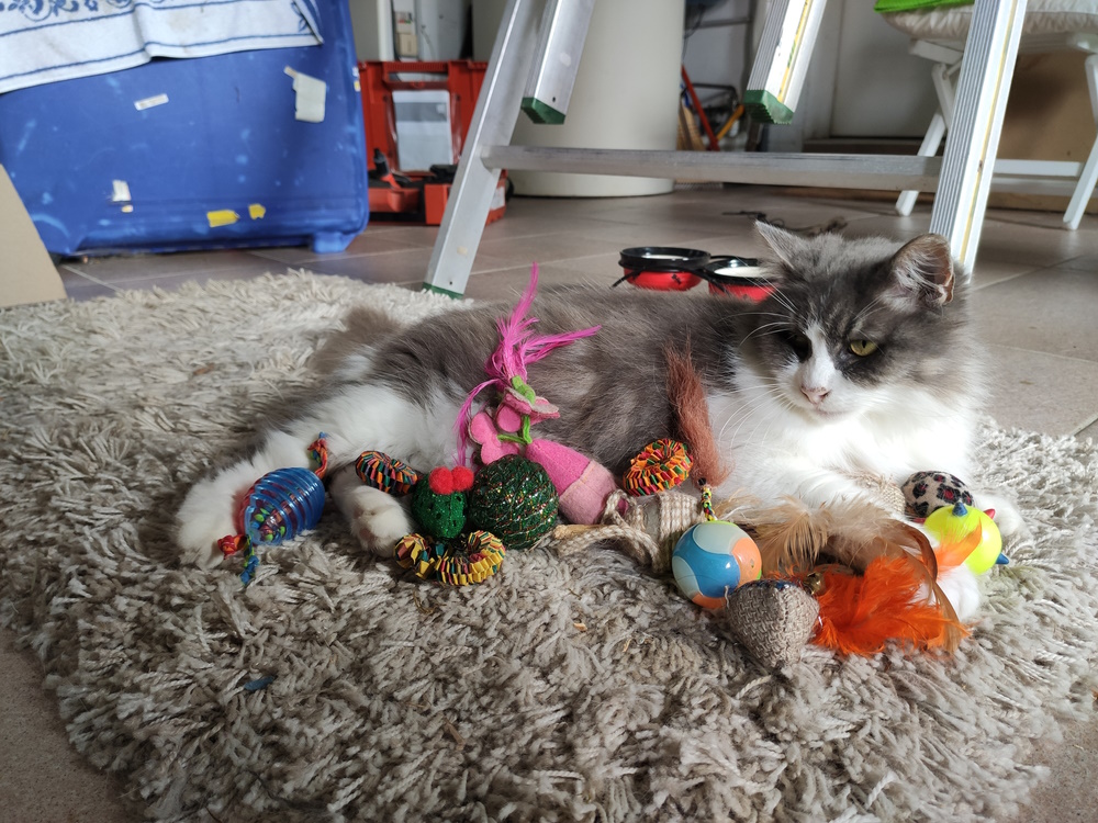 cat-surrounded-by-toys