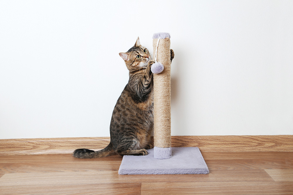 cat using the scratching post