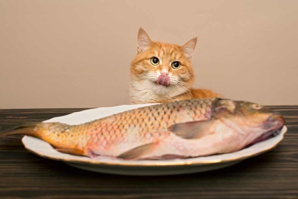 Can Cats Eat Fish? Vet-Verified Benefits, Dangers & FAQ - Catster