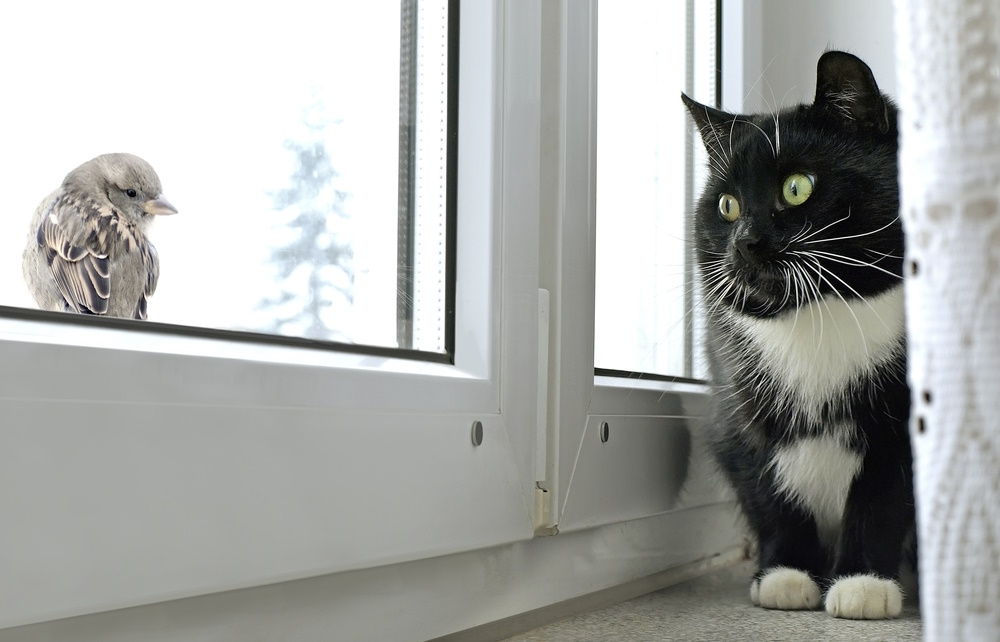 cat-watching-bird-on-the-window