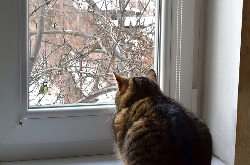 cat-watching-birds-in-the-window