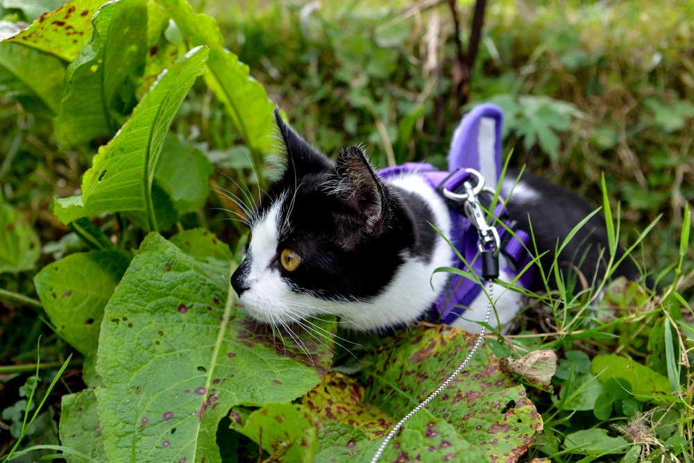 cat wearing a purple leash and harness
