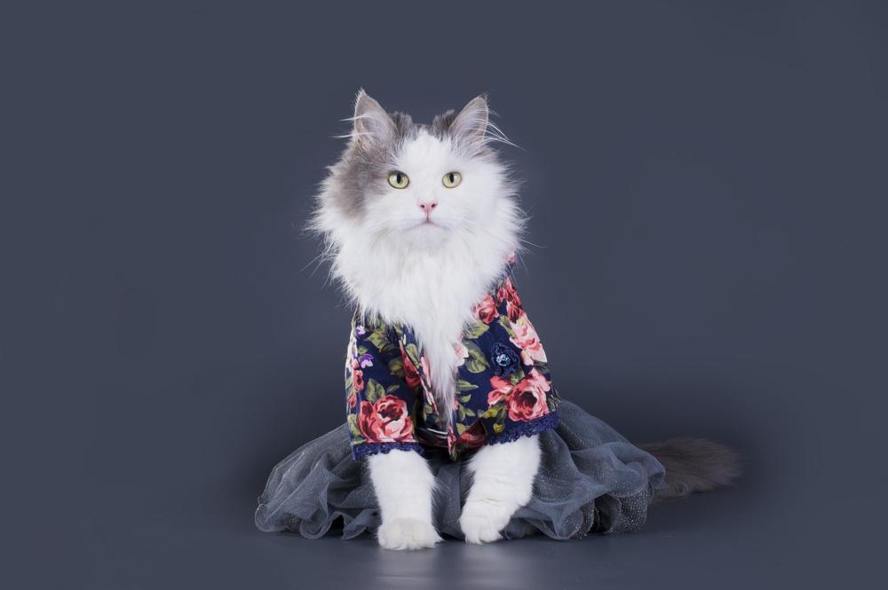 cat-wearing-costume