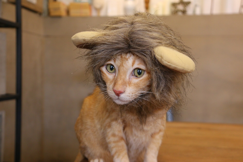 cat-wearing-lion-costume