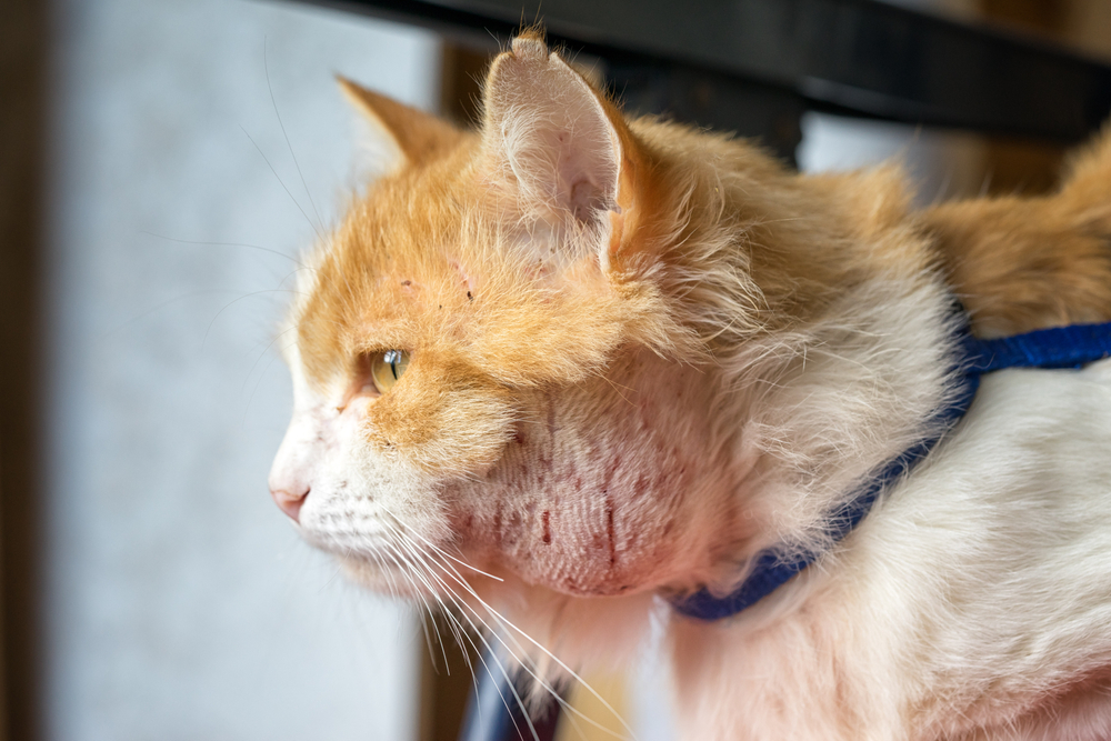cat with abscess on its face