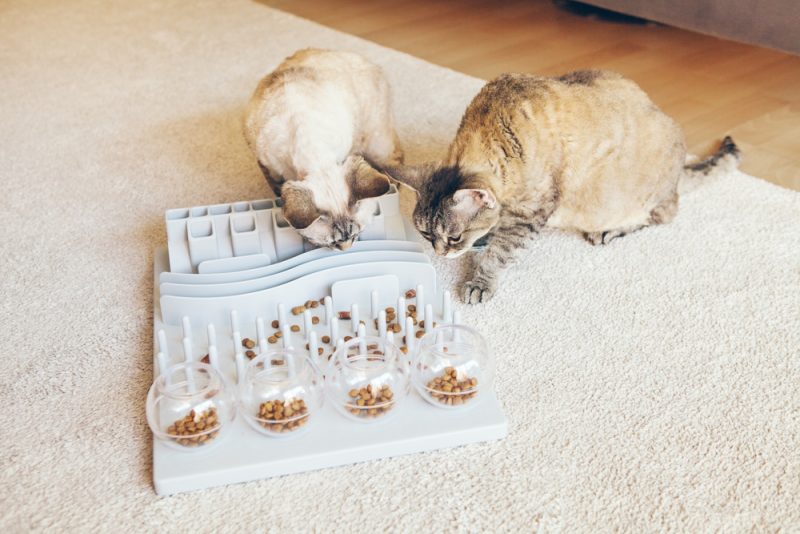 cats-eating-from-slow-feeder-toy