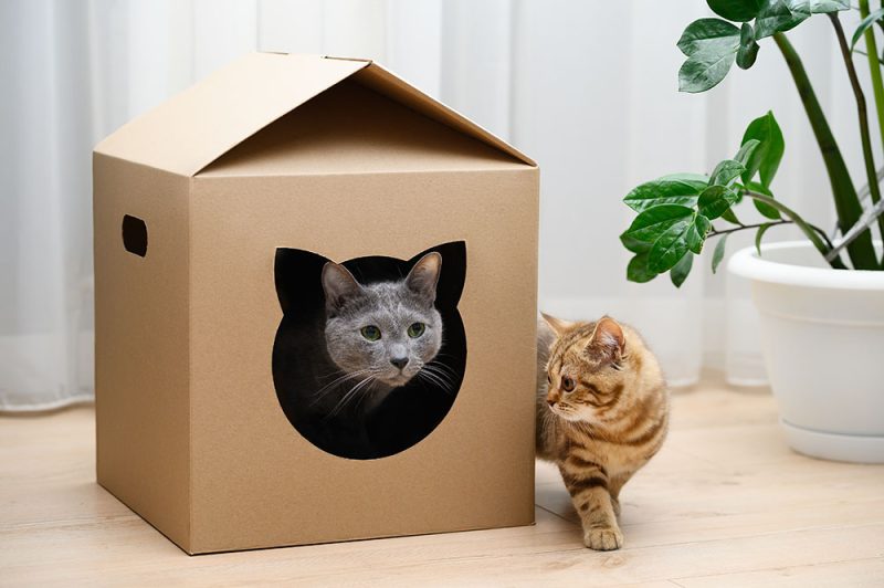 cats playing with cardboard box house