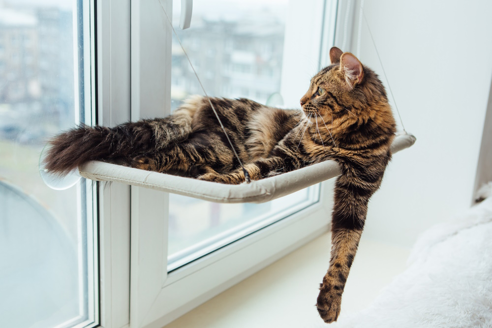 charcoal-bengal-cat-resting-on-window-perch