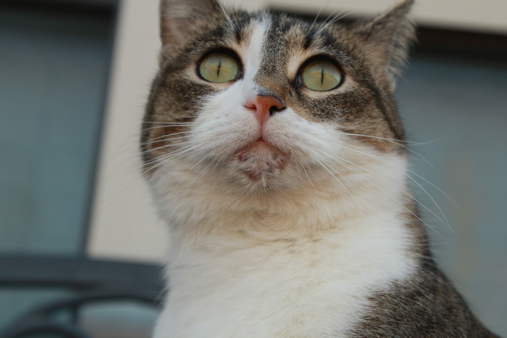 close up chin of a house cat with acne