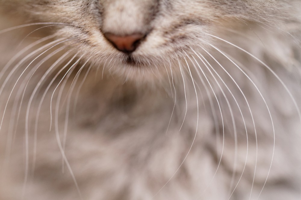 close up long white whiskers and nose of a gray cat