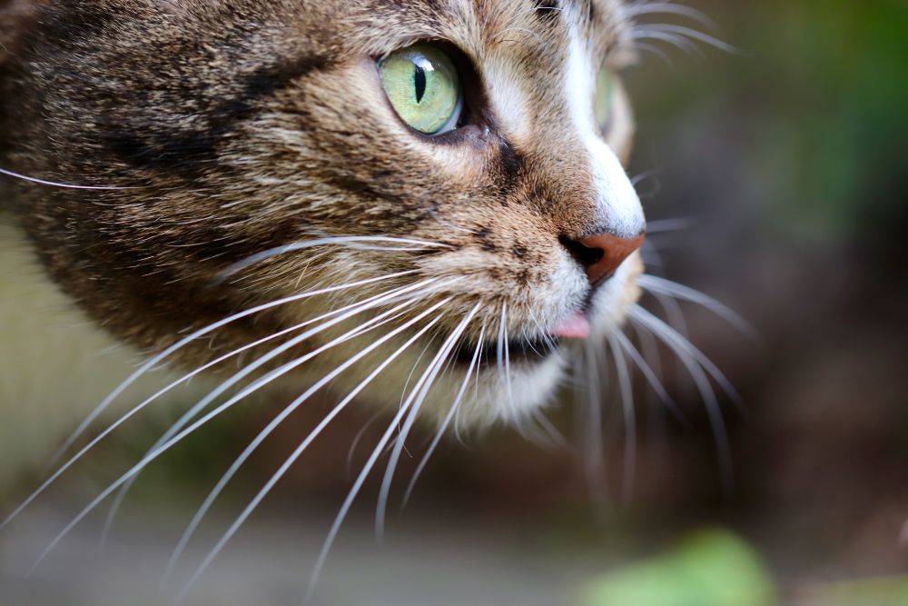 close up shot of cat whiskers