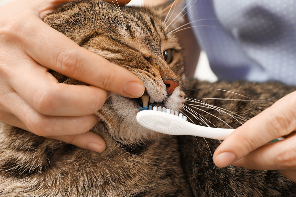 close up woman brushing cat's teeth