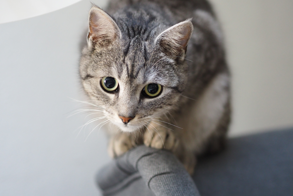 closeup of an adorable Brazilian Shorthair cat