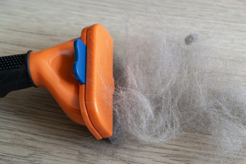 Why Do Cats Shed So Much? 8 Possible Causes & When to Be Concerned