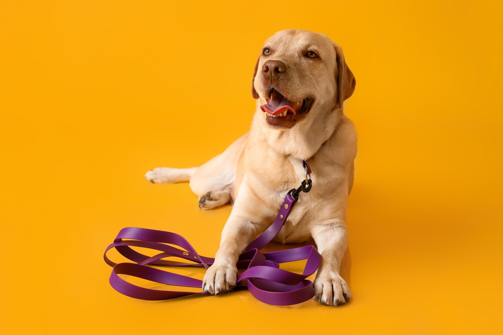 dog wearing a purple leash on yellow background