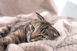 10 Vet Reviewed Facts About Cat Anal Glands - Catster