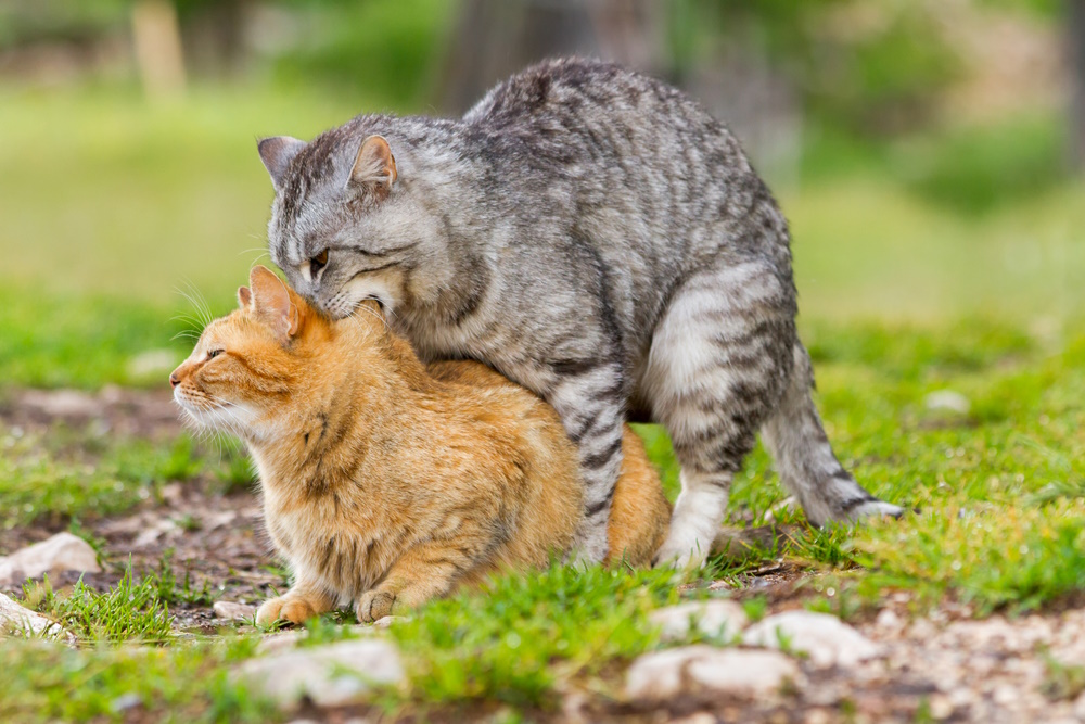 domestics-cats-mating