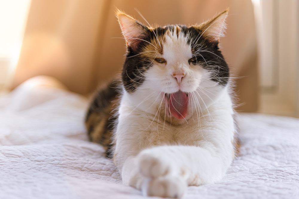 female calico manx cat yawning