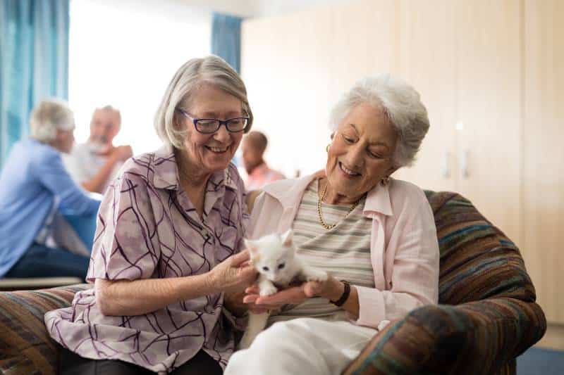 female senior friends looking at kitten while sitting on arm chair in nursing home