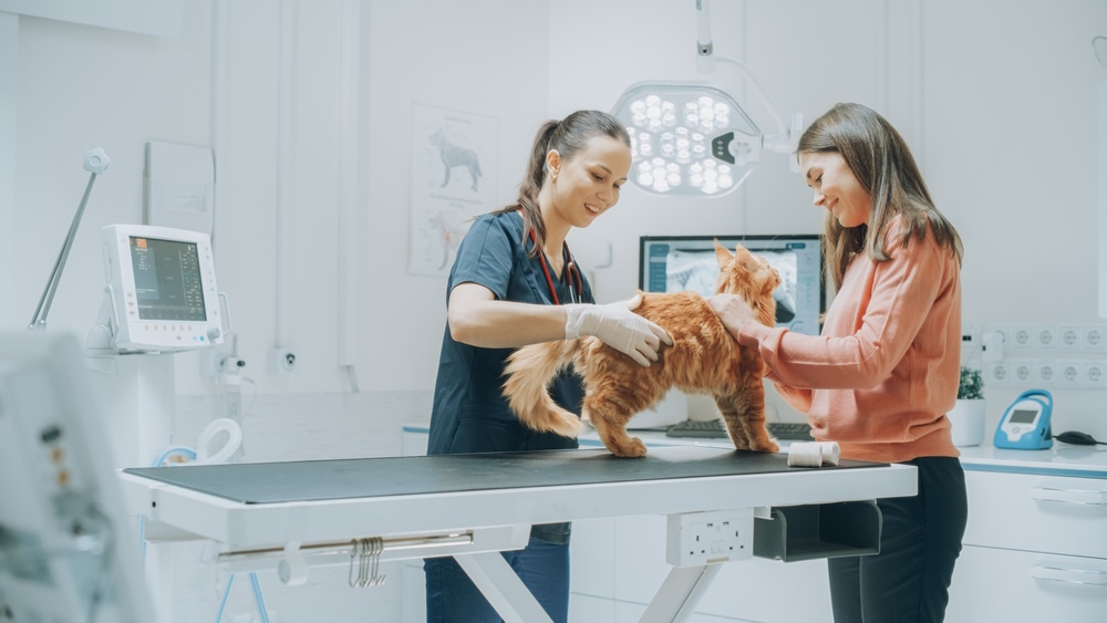 ginger-cat-in-vet-clinic