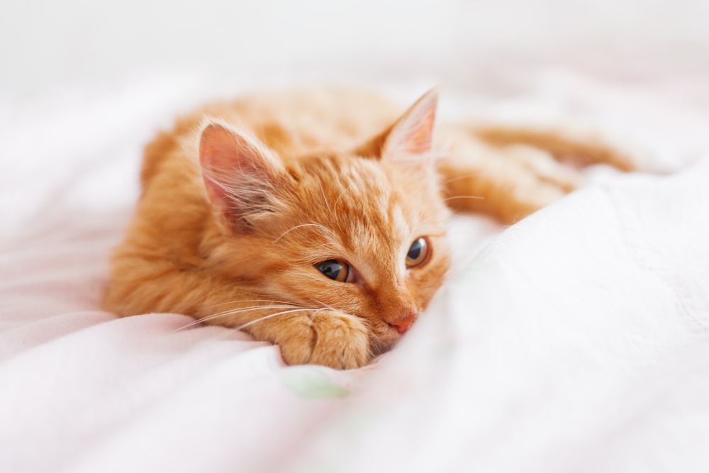 ginger cat lying in bed