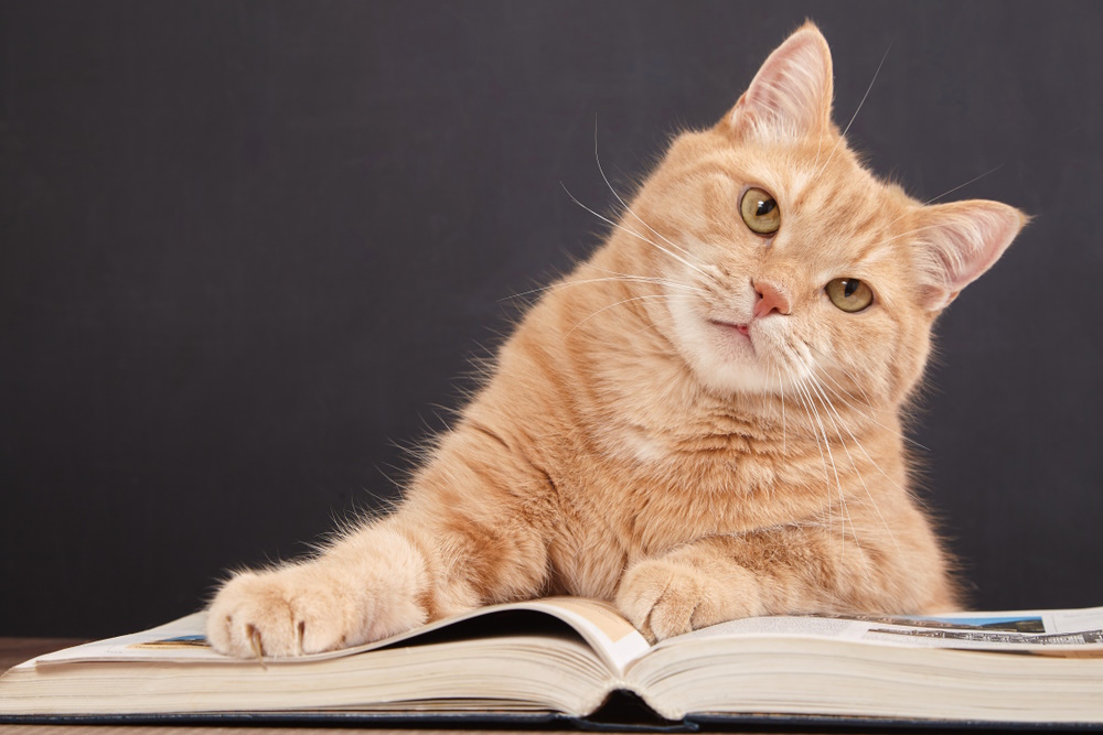 ginger-cat-reading-book