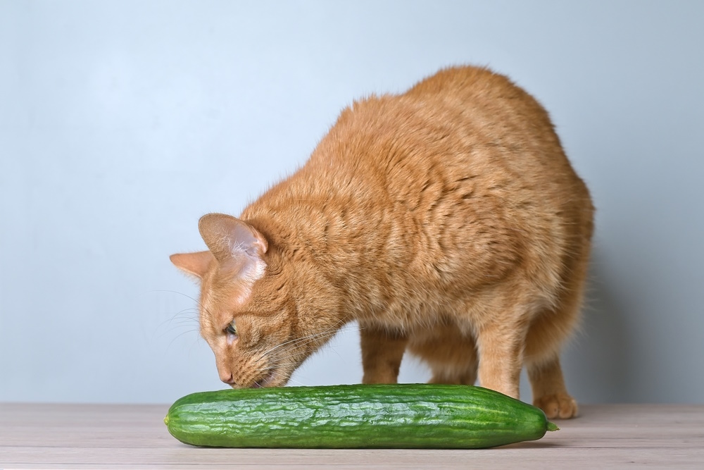 ginger-cat-sniffing-at-cucumber