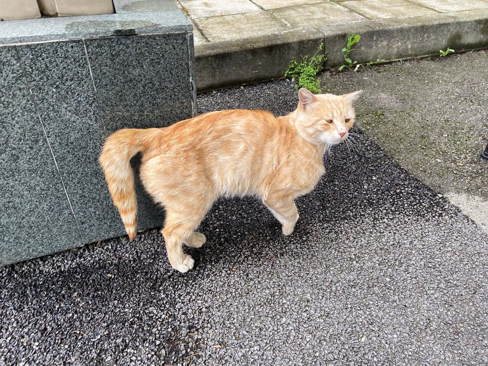 ginger-cat-with-broken-tail